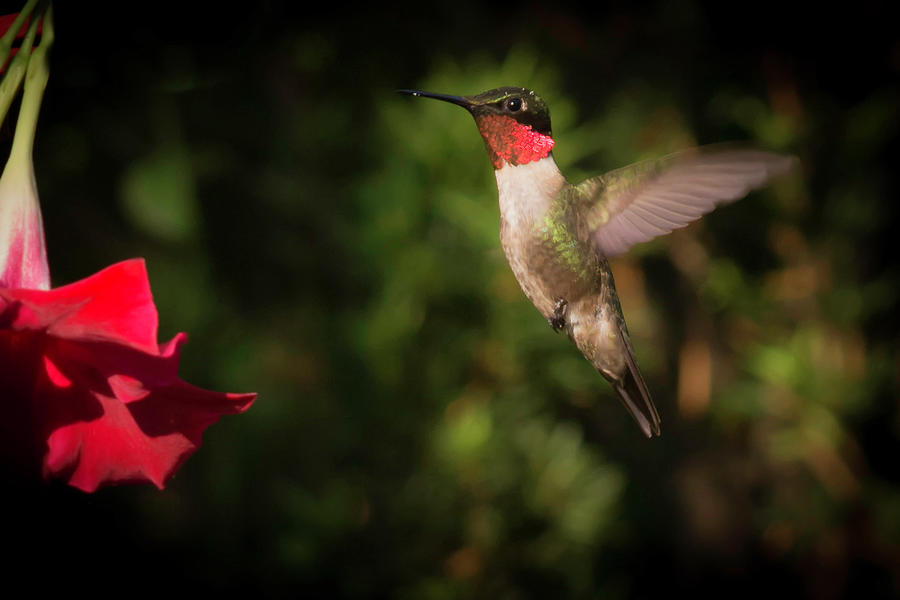 Male ruby throated hummingbird Photograph by Kenneth Cole