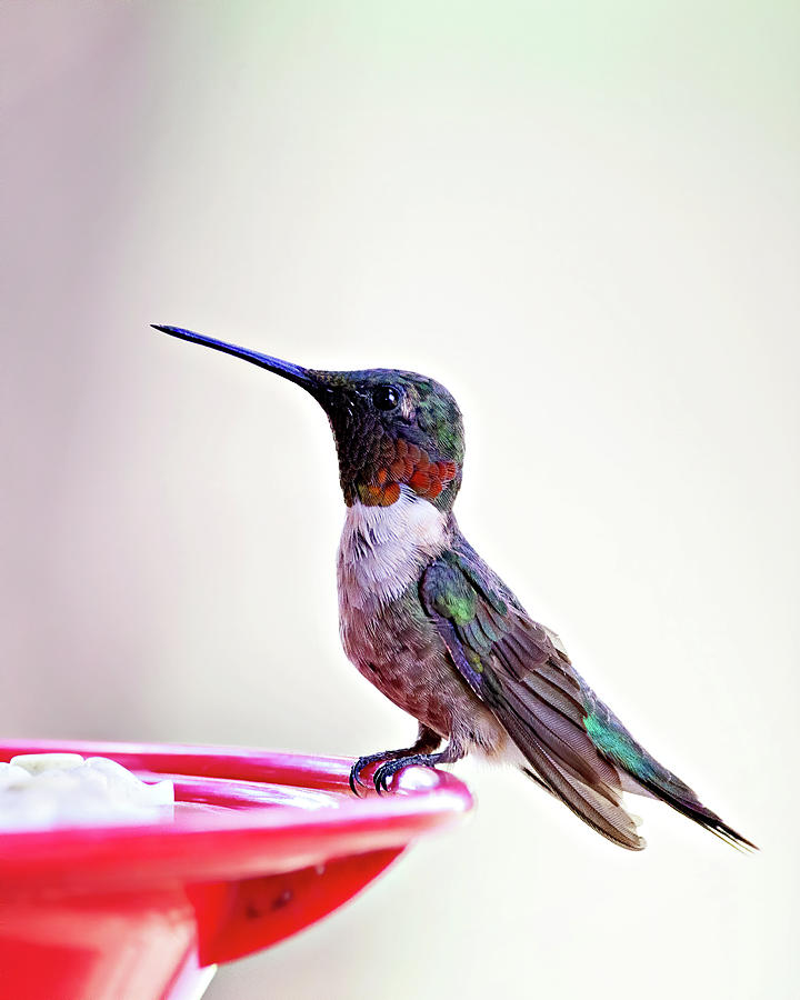 Male Ruby-throated Hummingbird Photograph