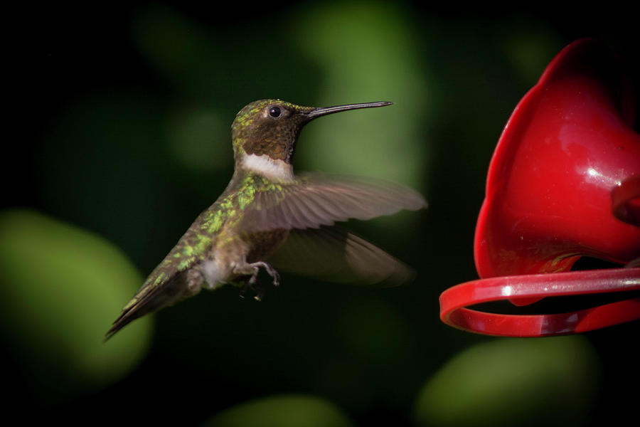 male ruby throated Hummingbird landing Photograph by Kenneth Cole