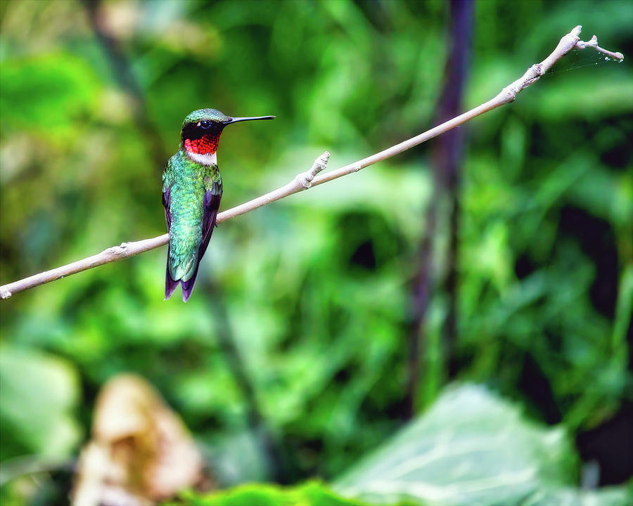 Male Ruby-Throated Hummingbird Perched Photograph by Laura Vilandre