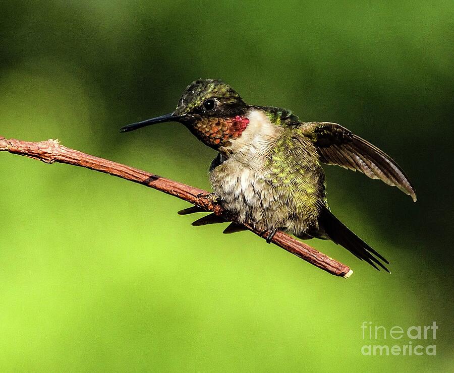 Male Ruby-throated Hummingbird Ready To Take Chase Photograph