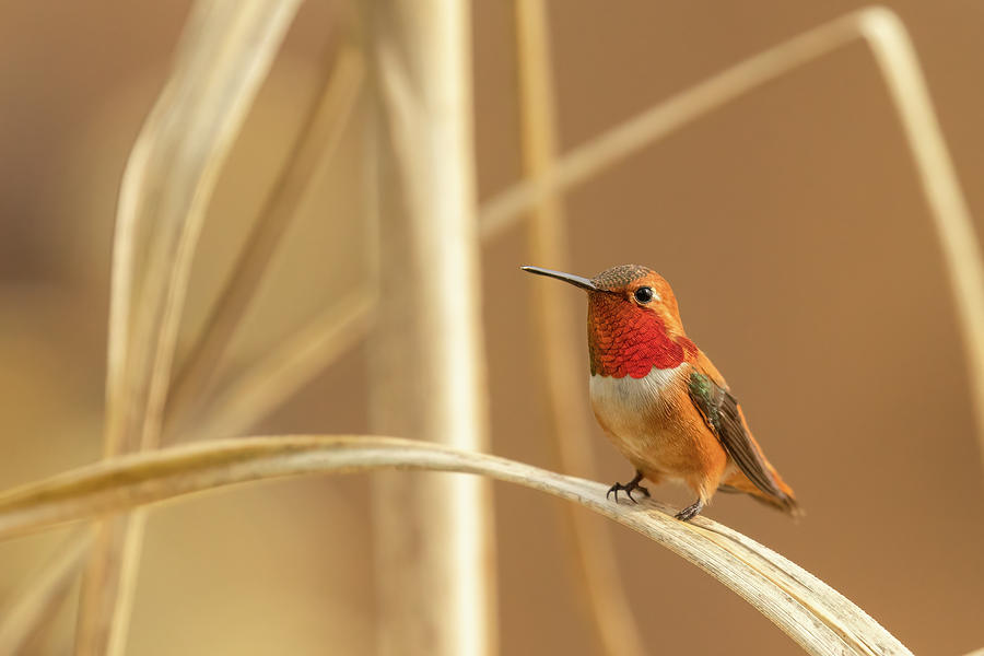 Male Rufous hummingbird Photograph by Celine Pollard