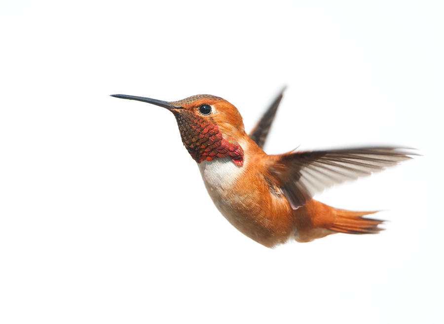 Male rufous Hummingbird flying on a white background Photograph by BirdImages