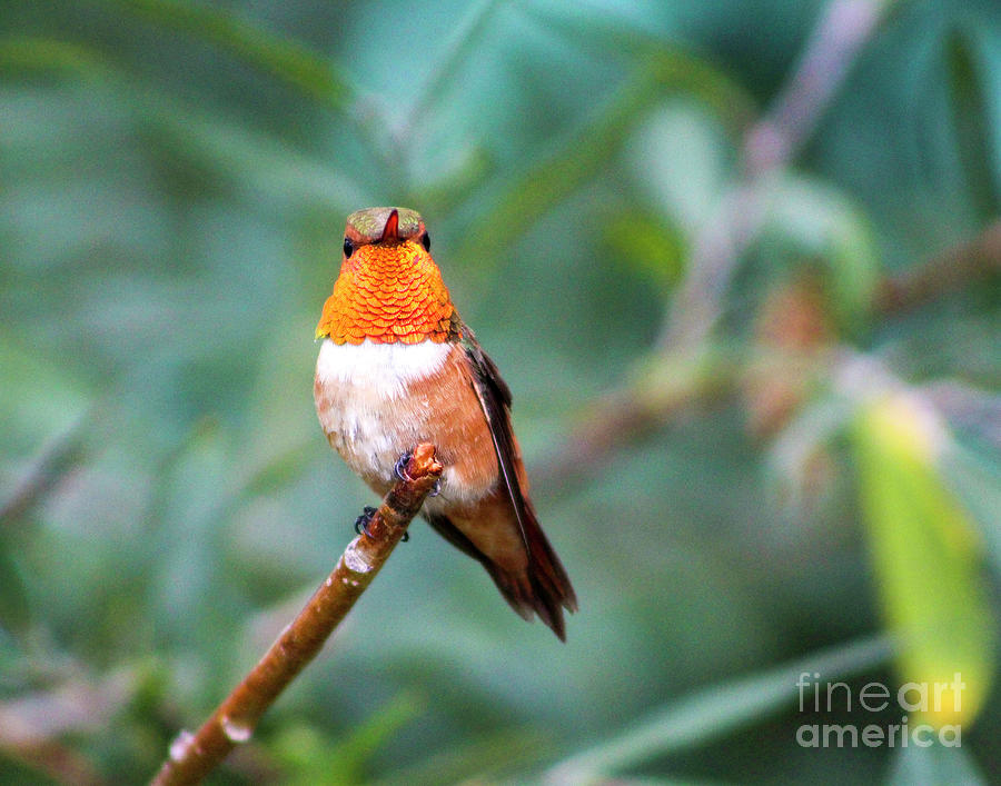 Male Rufous Hummingbird Photograph by Shirley Dutchkowski