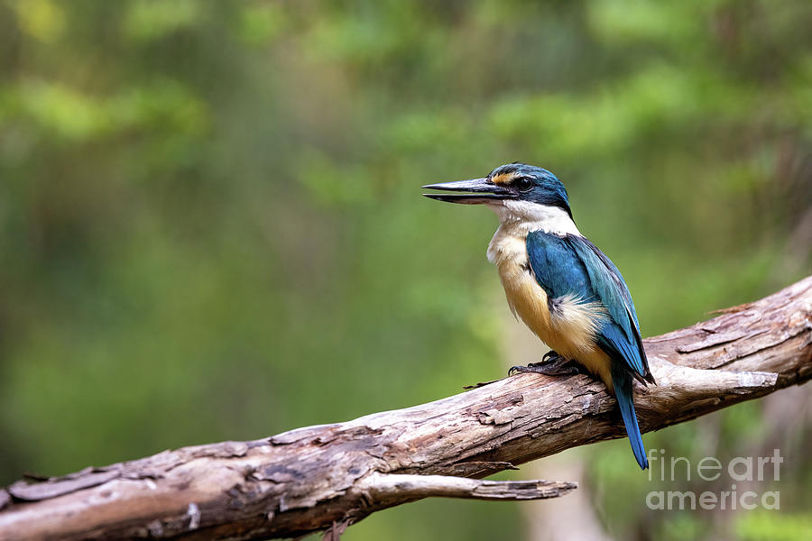 Male sacred kingfisher, Todiramphus sanctus, against soft woodland background of green foliage with space for text. Victoria, Australia. Photograph by Jane Rix