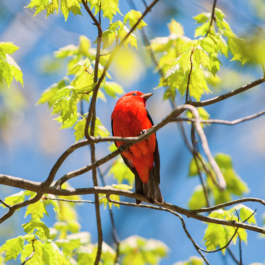 Male Scarlet Tanager Photograph by Jean-Pierre Ducondi