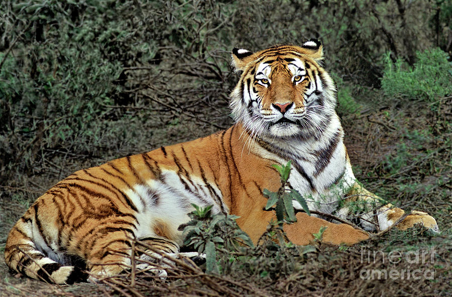 Male Siberian Tiger Panthera Tigris Altaicia Wildlife Rescue Photograph by Dave Welling