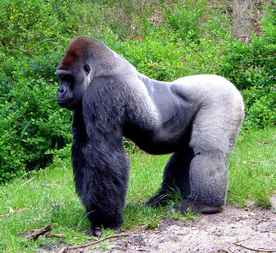 Male Silverback Gorilla Art Class Photograph by David Kramer | Fine Art ...