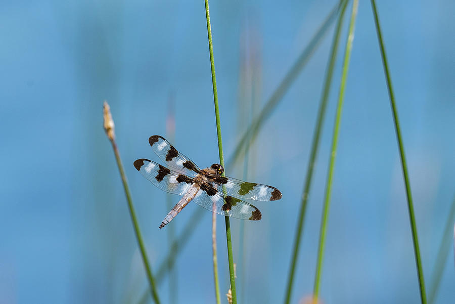 Male skimmer on reed Photograph by Gary Eason