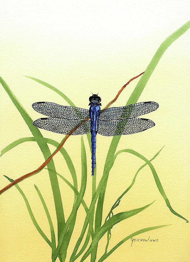 Male Slaty Skimmer Painting by Christine Reichow - Fine Art America