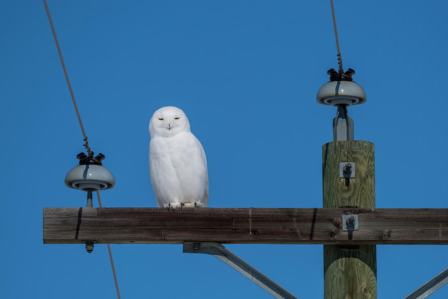 Male Snowy Owl Photograph by Bill Cubitt
