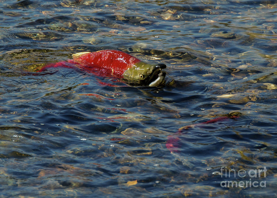 Fish Photograph - Male Sockeye in Shallow Water by Nancy Gleason