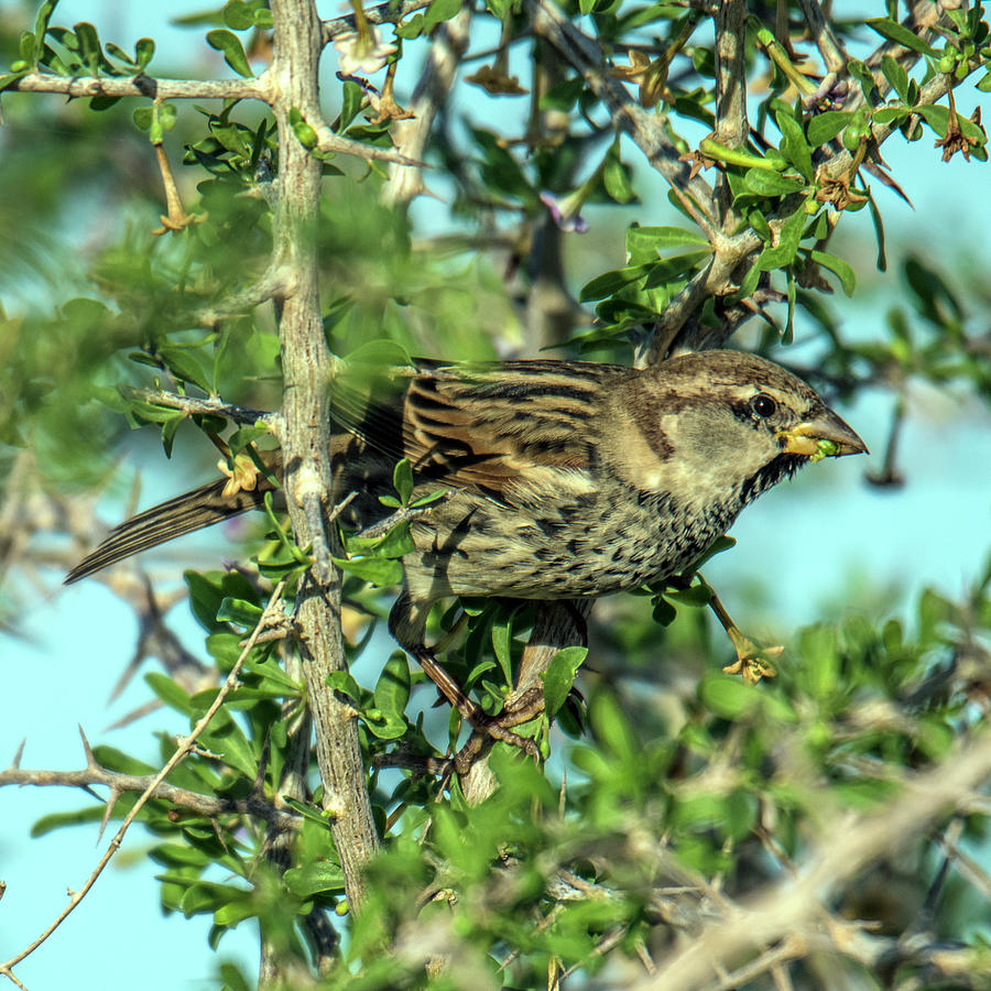 Male Spanish Sparrow in a Thorn Bush With a Berry in His Beak ...