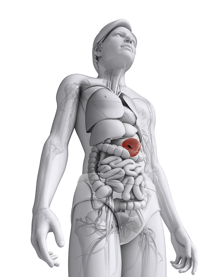 Male spleen anatomy Photograph by Sankalpmaya