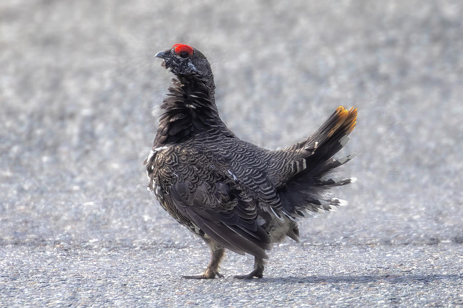 Male Spruce Grouse Photograph by Belinda Greb