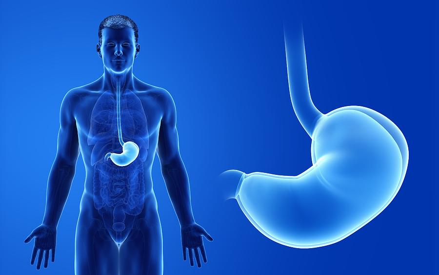 Male stomach, illustration Drawing by Sebastian Kaulitzki/science Photo Library
