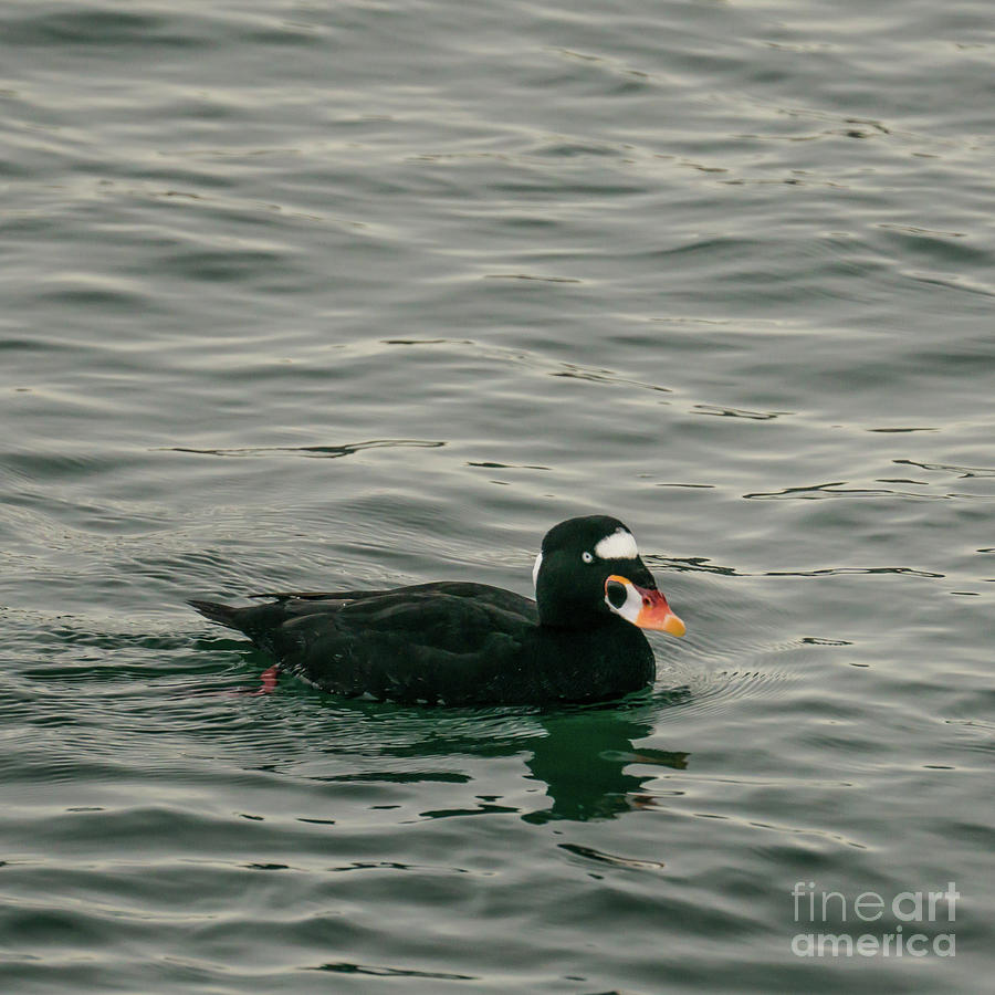 Winter Photograph - Male Surf Scoter on Puget Sound in Winter by Nancy Gleason