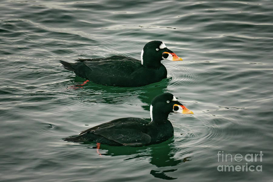 Winter Photograph - Male surf scoters overwintering in Puget Sound by Nancy Gleason