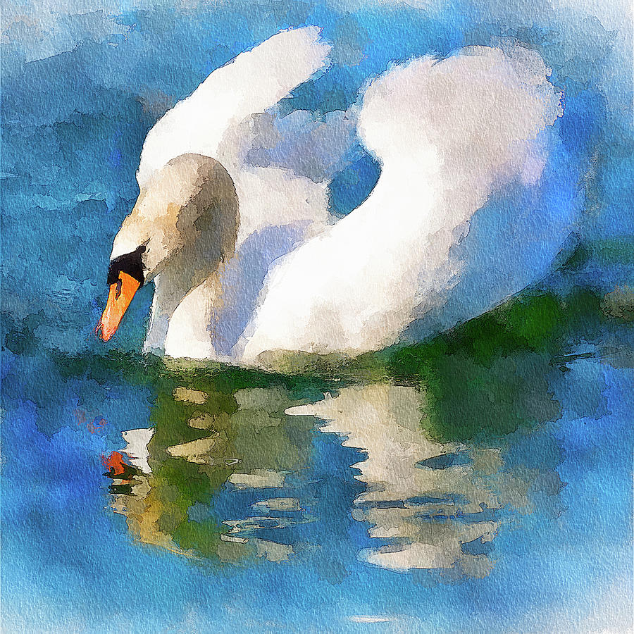 Male swan floating - watercolor Mixed Media by Tatiana Travelways