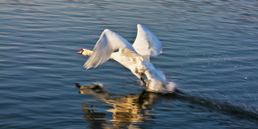 Male Swan taking off Photograph by Tatiana Travelways