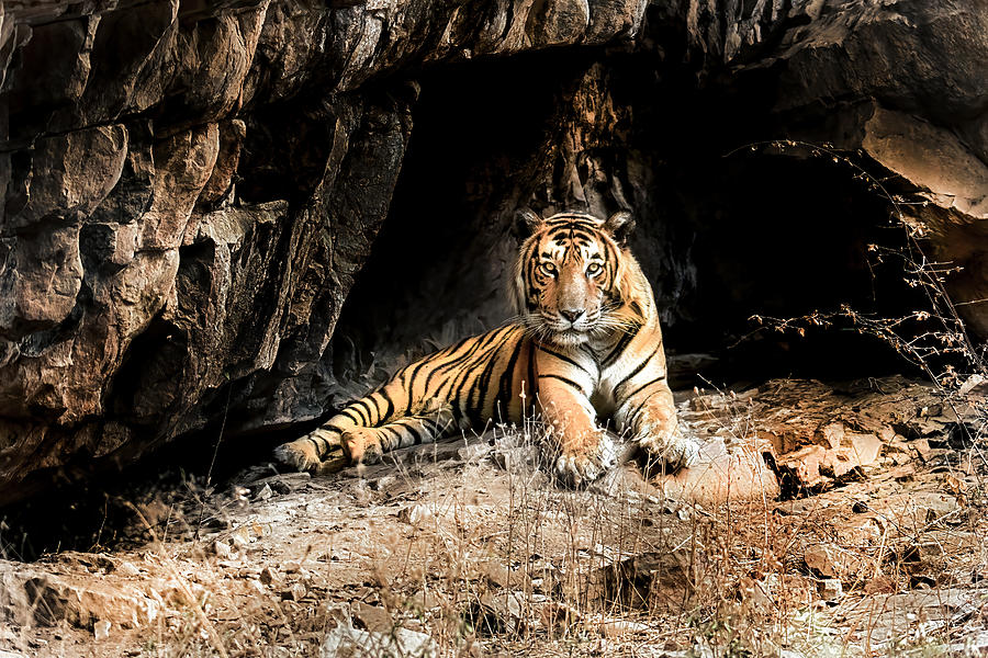 Male Tiger Ranthambore Photograph by Ramabhadran Thirupattur