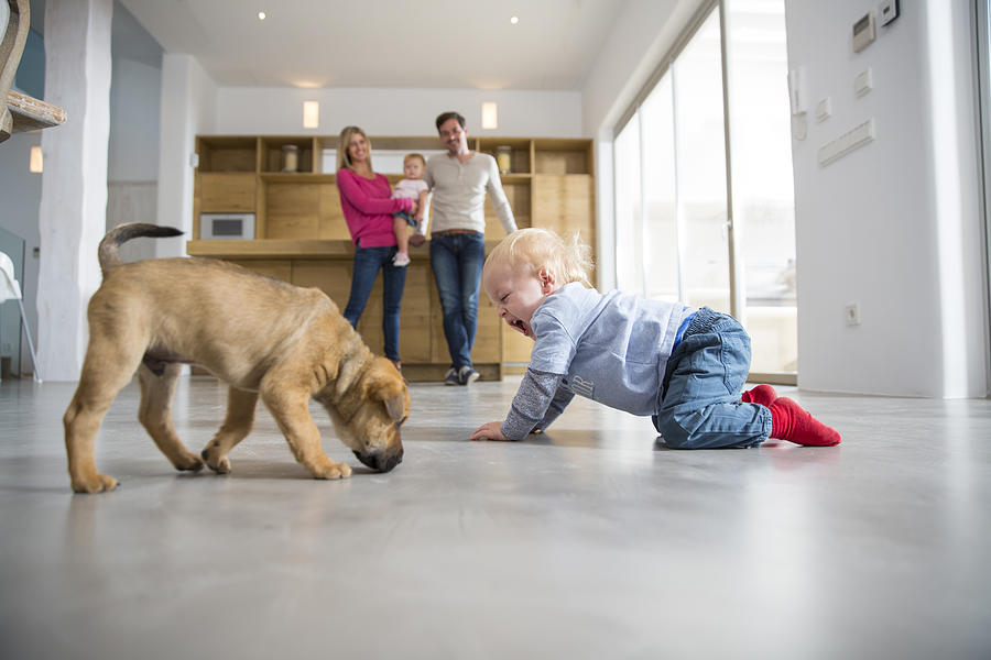 Male toddler playing with puppy on dining room floor Photograph by Russ Rohde