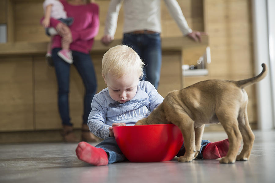 Male toddler watching puppy feeding from bowl in dining room Photograph by Russ Rohde