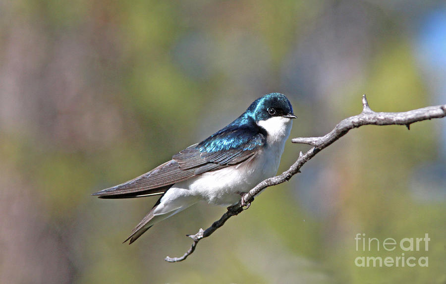 Male Tree Swallow Photograph by Gary Wing