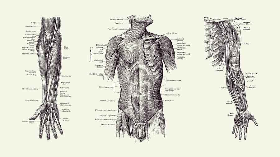 Male Upper Body Muscular System - Multi-View - Vintage Anatomy 2 Drawing by Vintage Anatomy Prints