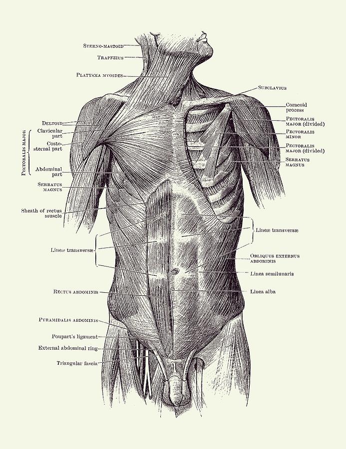 Male Upper Body Muscular System - Vintage Anatomy 2 Drawing by Vintage Anatomy Prints