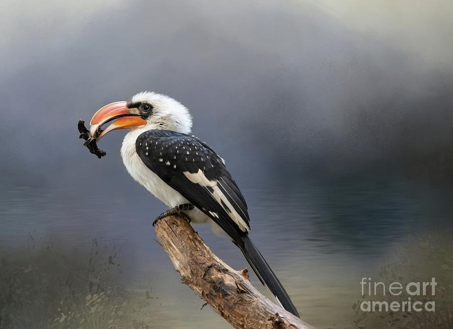 Wildlife Photograph - Male Von der Deckens Hornbill by Eva Lechner