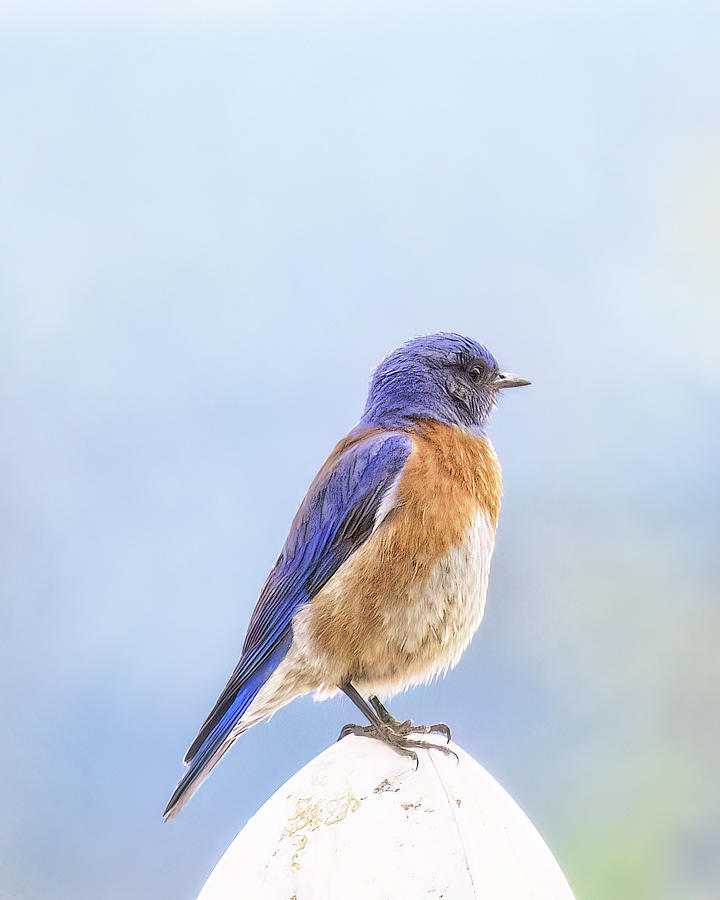 Male Western Bluebird Photograph by Belinda Greb