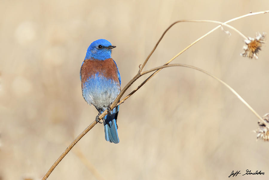 Male Western Bluebird Perched on a Sunflower Stalk Photograph by Jeff Goulden