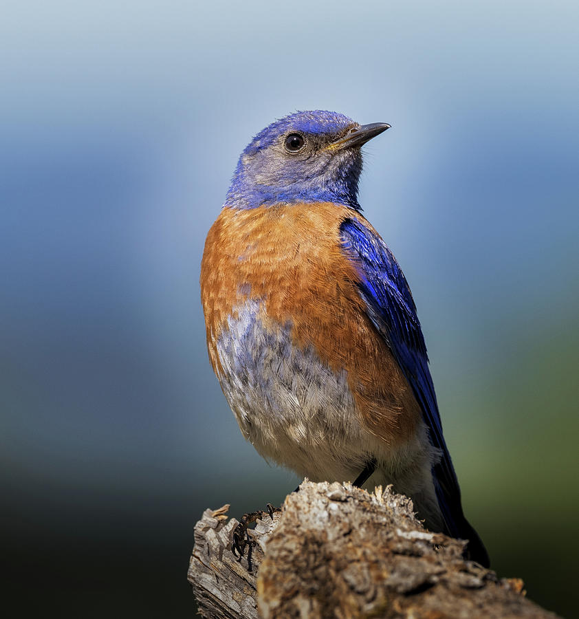 Male Western Bluebird Posing Photograph by Jean Noren
