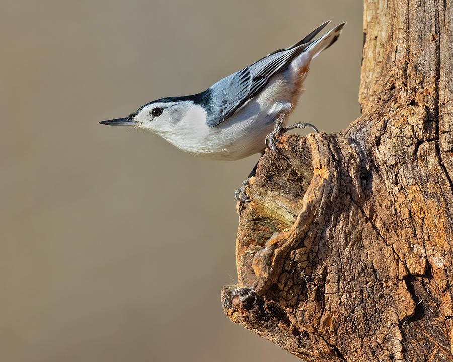 Male White-breasted Nuthatch On Knot Photograph By Jerry Fornarotto 