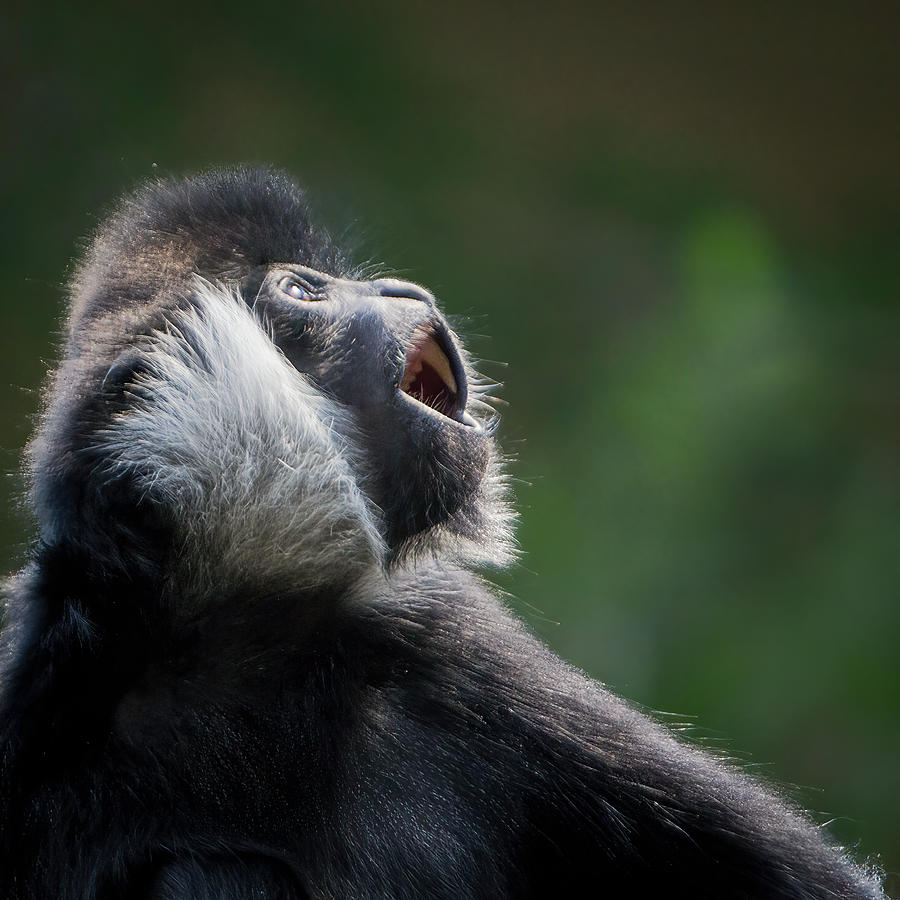 Male White-cheeked Gibbon Photograph by Patti Deters