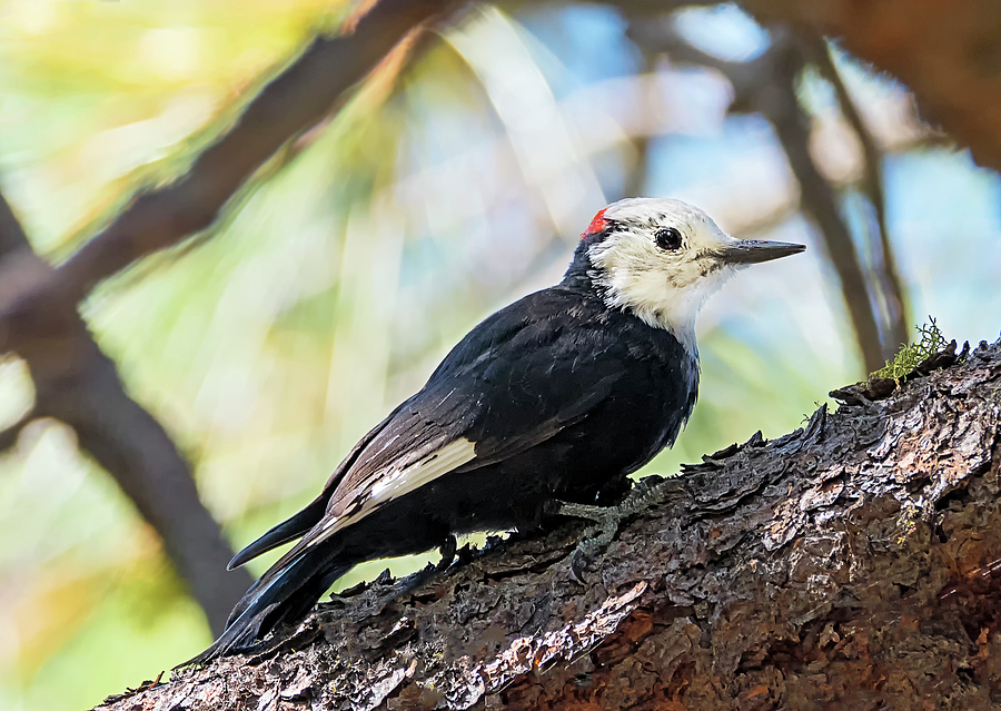 Male White-headed Woodpecker Photograph by Loree Johnson