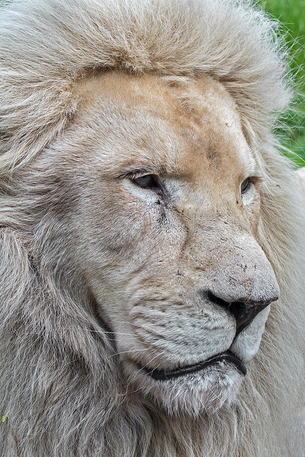 Male White Lion Photograph by Arterra Picture Library