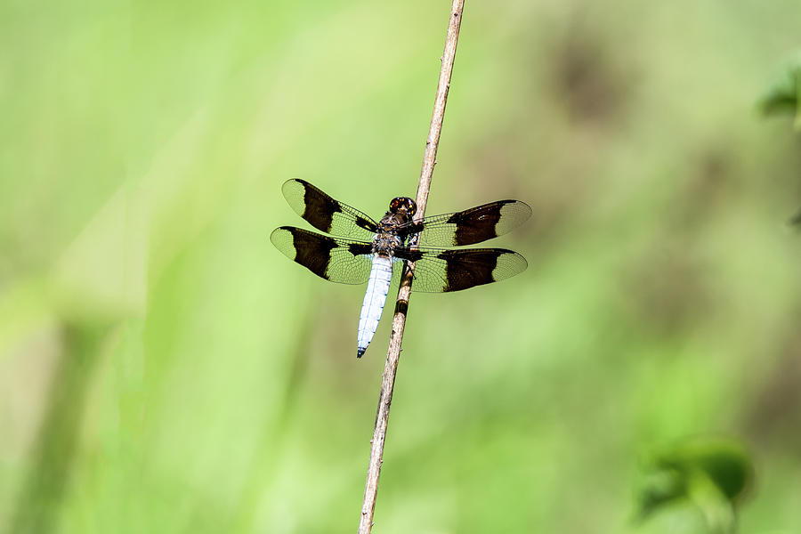Whitetail Dragonfly Photograph by Debra Martz