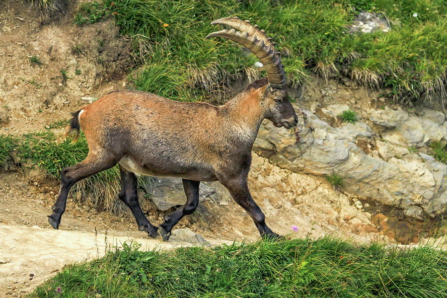 Male wild alpine, capra ibex, or steinbock Photograph by Elenarts - Elena Duvernay photo