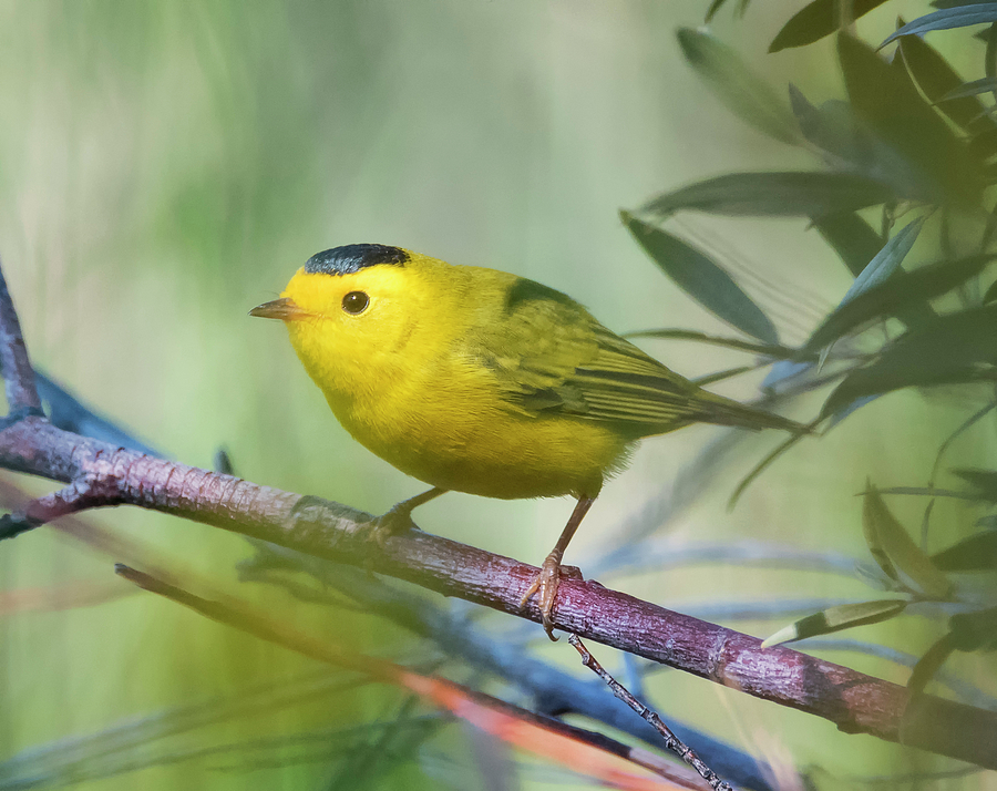 Male Wilsons Warbler Photograph by Loree Johnson