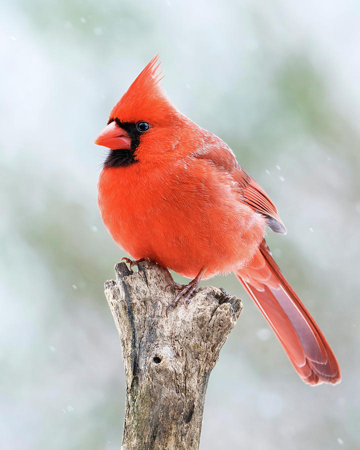 Male Winter Cardinal  Photograph by Gigi Ebert