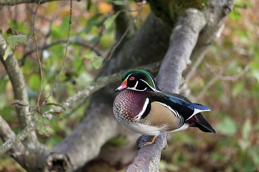 Male Wood Duck - Aix sponsa - in a Tree Photograph by Michael Russell