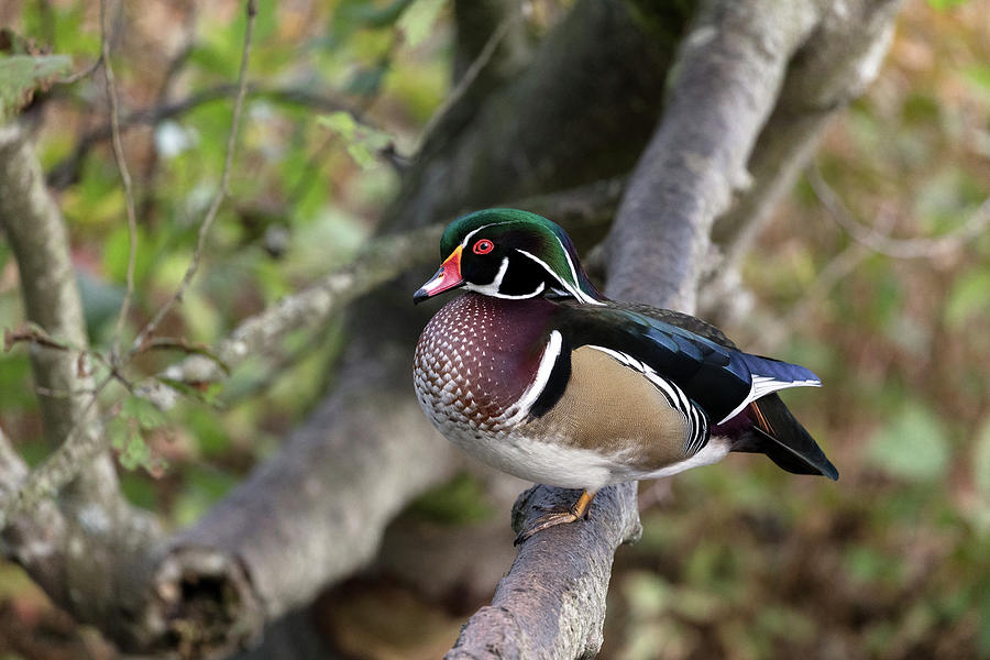 Male Wood Duck - Aix sponsa-  on a Tree Branch Photograph by Michael Russell
