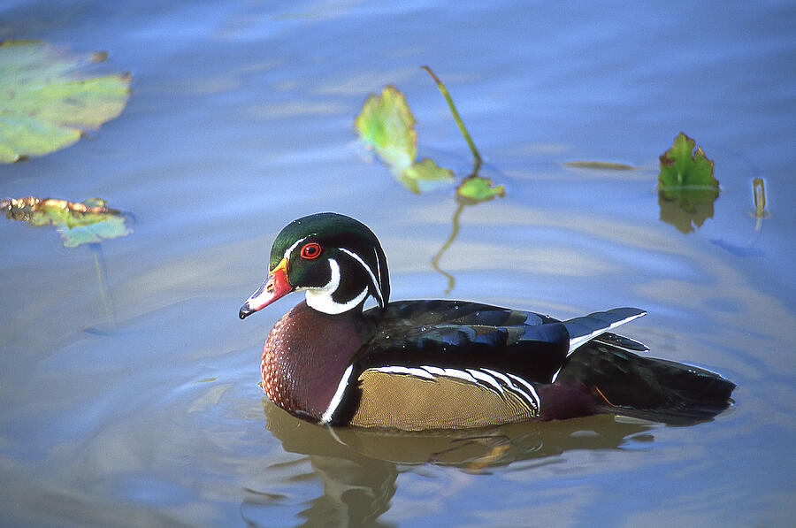 Male Wood Duck Photograph by Dale Kincaid