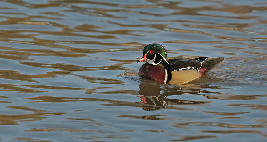 Male Wood Duck  Photograph by Gary Langley