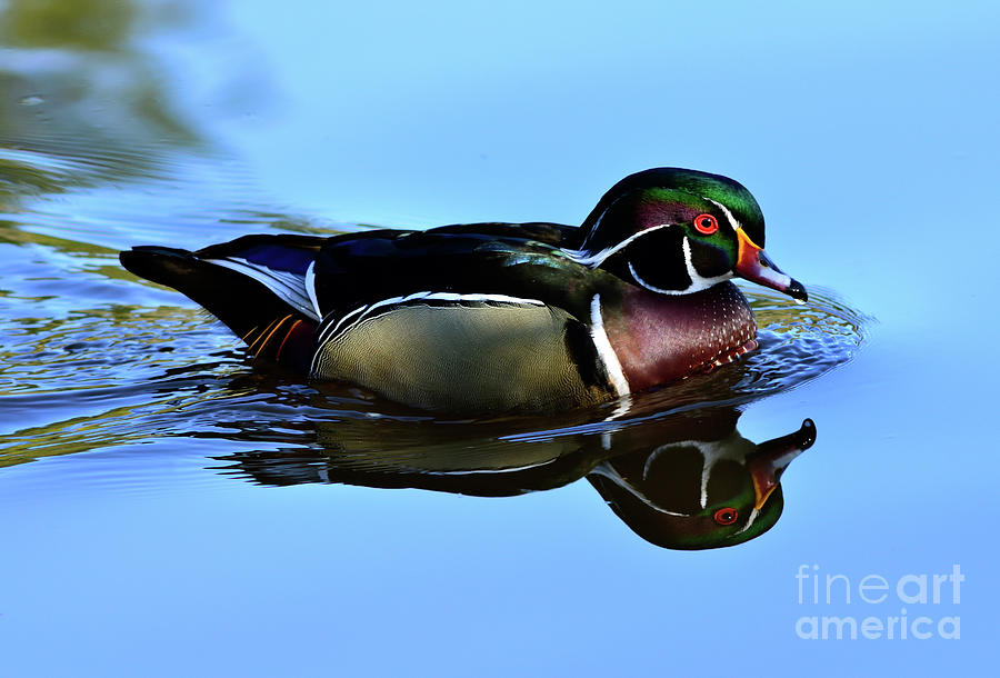 Male Wood Duck Mirror Like Reflection Photograph by Terry Elniski