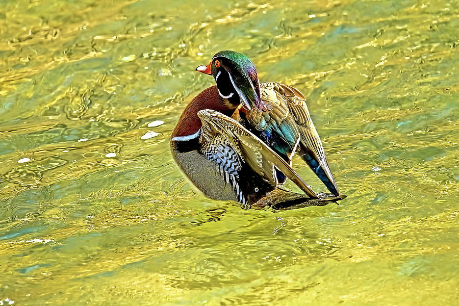 Male Wood Duck Showing Off His Colorful Feathers Photograph