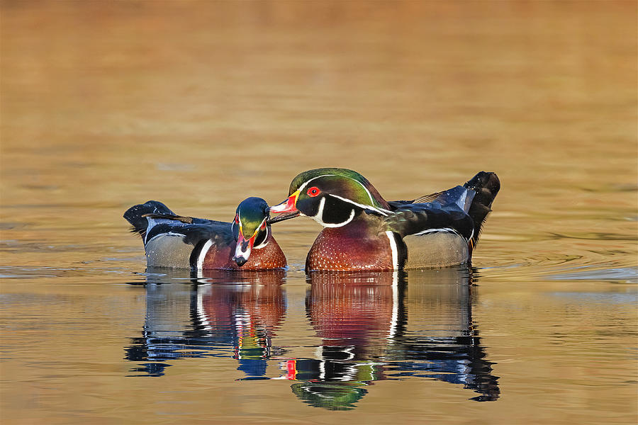 Male Wood Ducks Photograph by Susan Candelario