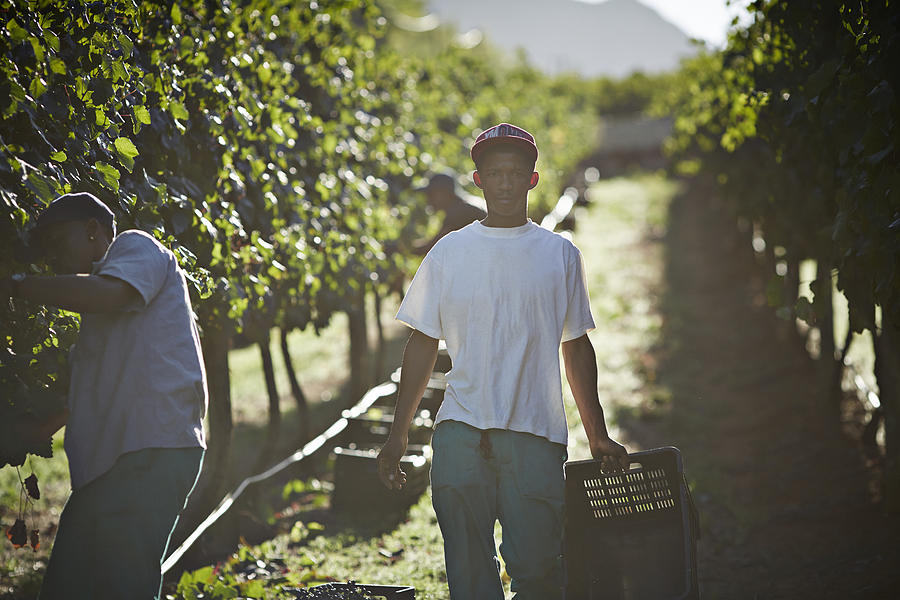Male worker carrying box of grapes on vinyard Photograph by Klaus Vedfelt